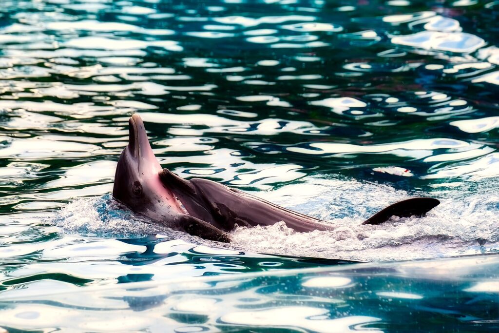 dolphin, porpoise, sea-2650557.jpg