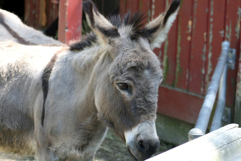 donkey, burro, mule-19273.jpg