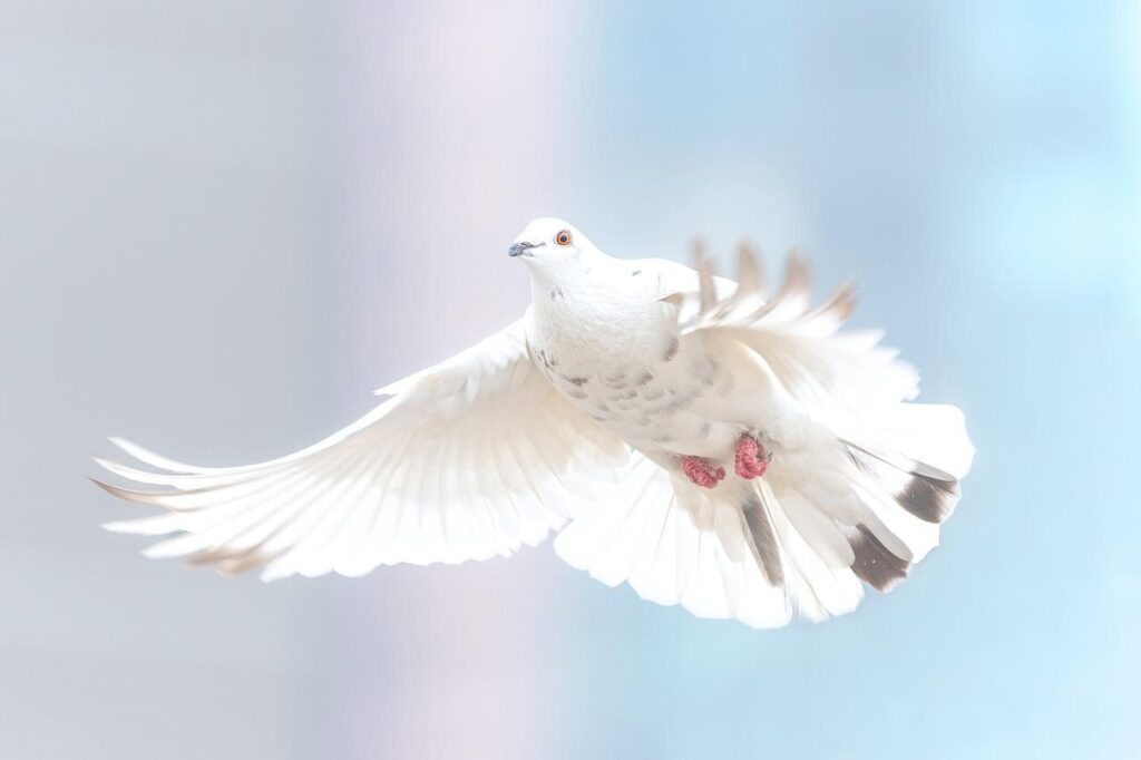 dove, bird, freedom-2680487.jpg