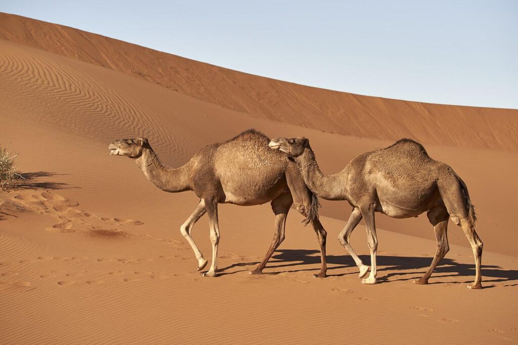 dromedary, camel, morocco-4118312.jpg