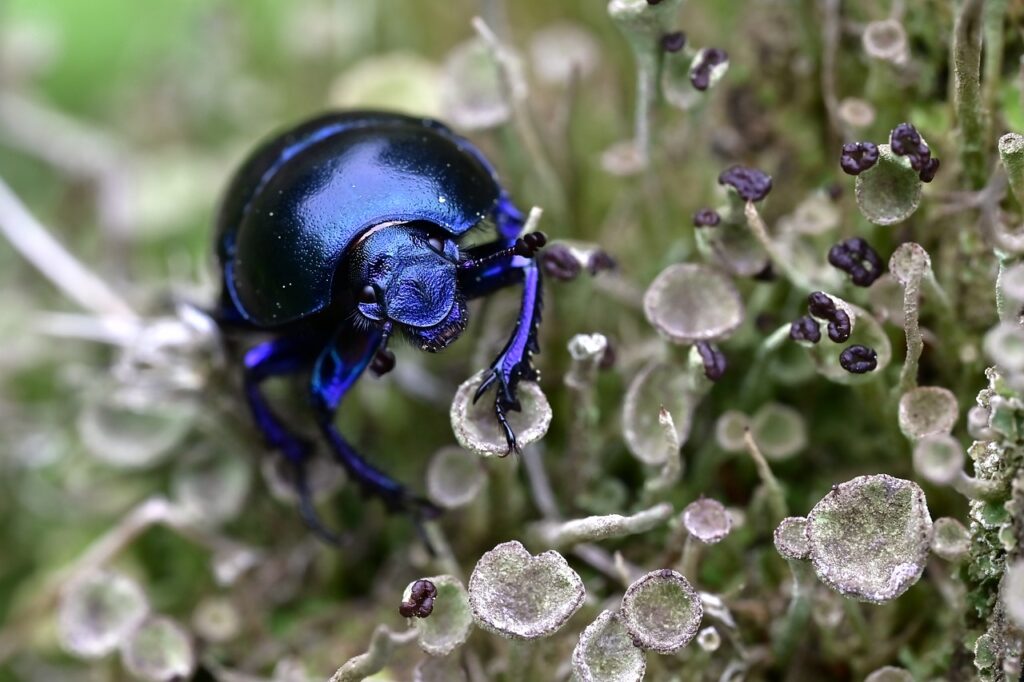 dung beetle, beetle, insect-7308106.jpg