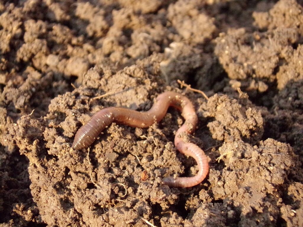 earthworm, soil, dirt-686593.jpg