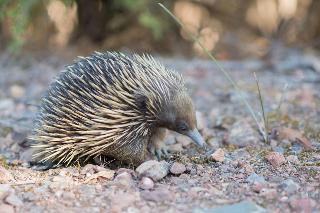 echidna, spiny anteater, tachyglossidae-3288632.jpg