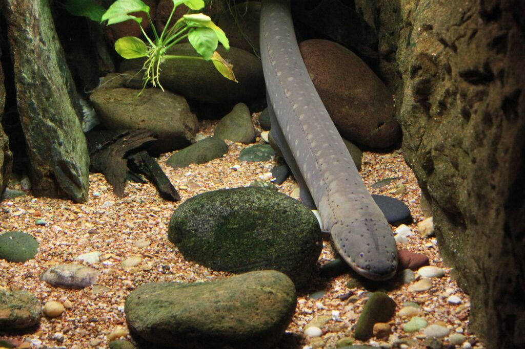 eel, fish, underwater-228748.jpg