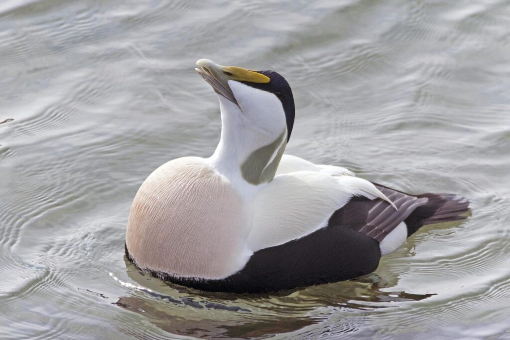 eider drake balzend, duck, helgoland-3423831.jpg