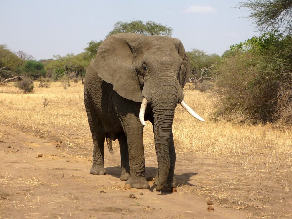 elephant, animal, safari-114543.jpg