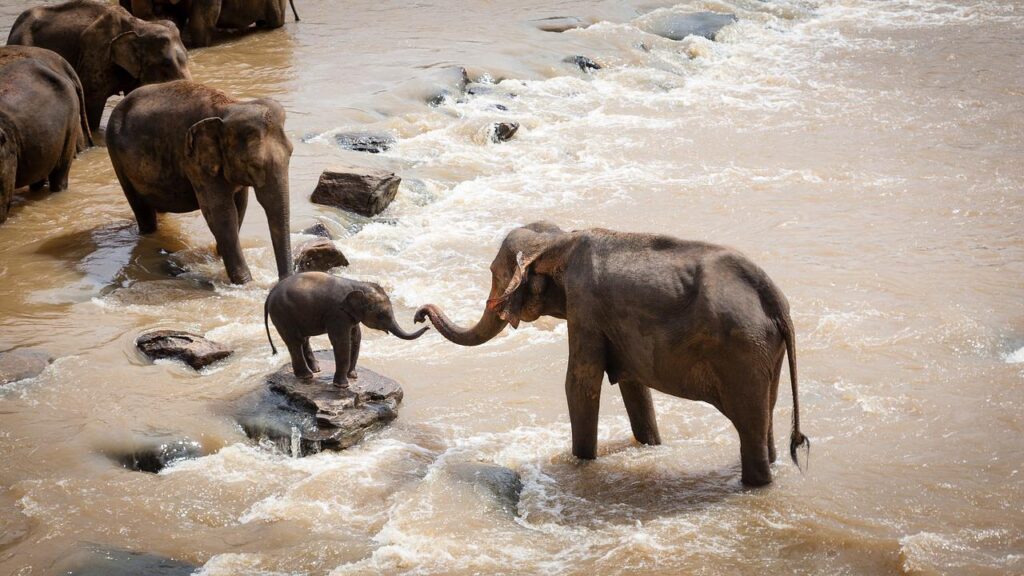 elephants, family group, river-1900332.jpg