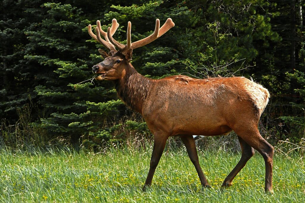 elk, animal, wildlife-50296.jpg