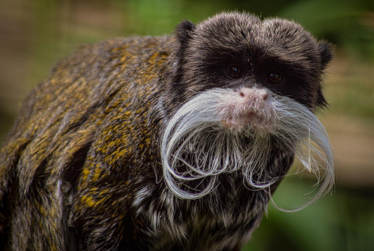 List Of 16 Animals With Big Foreheads with Pictures Animallot