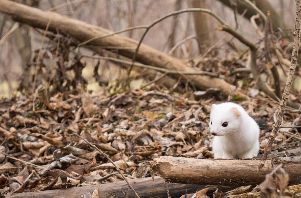 ermine, beasts, nature-4312972.jpg