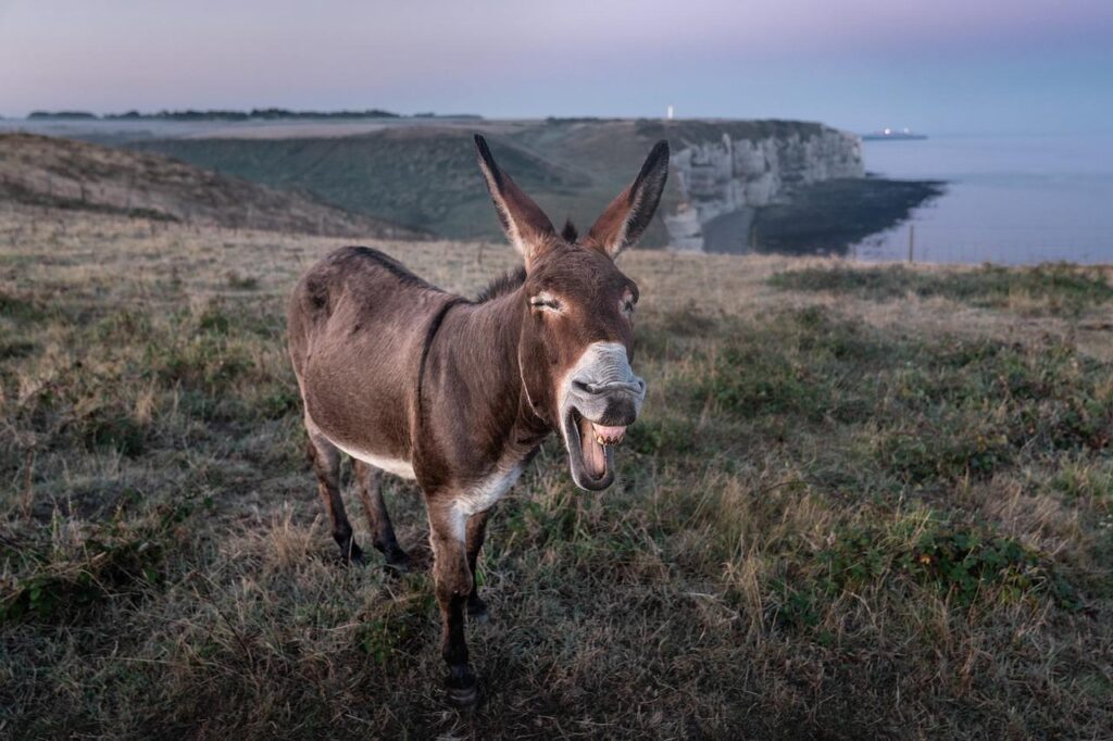 etretat, donkey, france-4506073.jpg