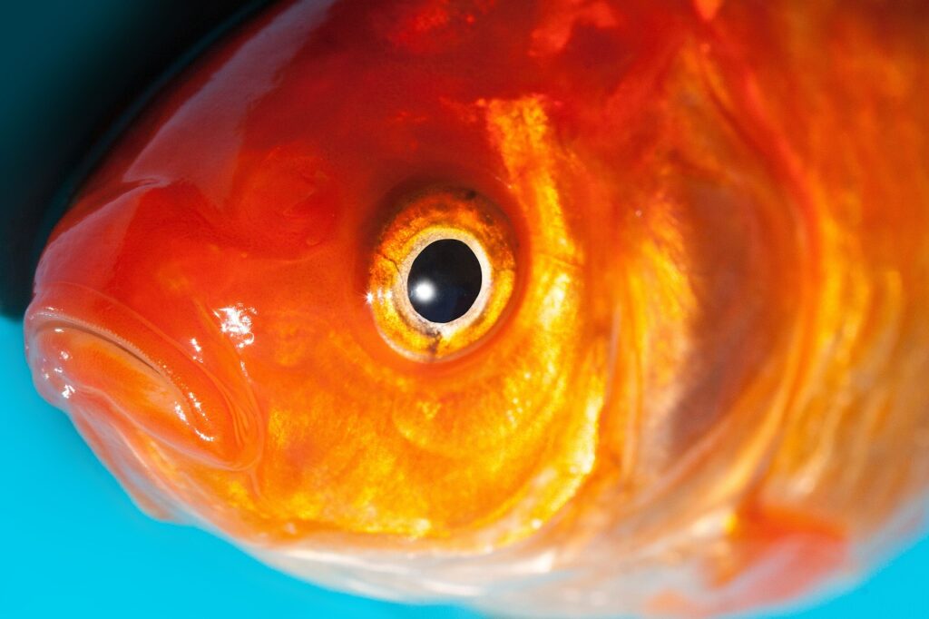 eye, goldfish, freshwater fish-365087.jpg