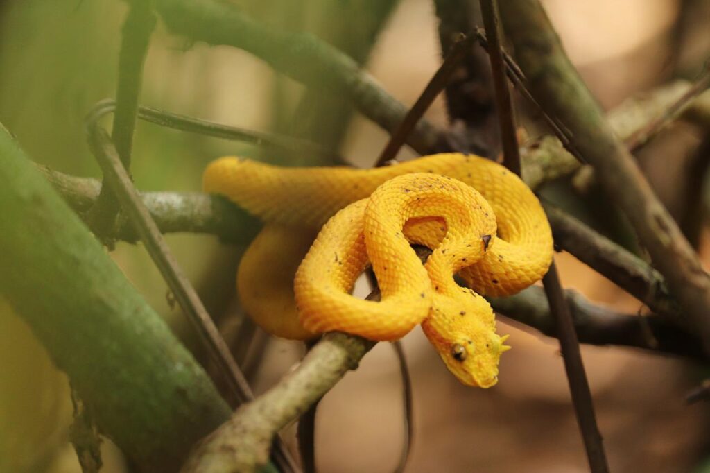 eyelash pit viper, venomous snake, costa rica-4060495.jpg