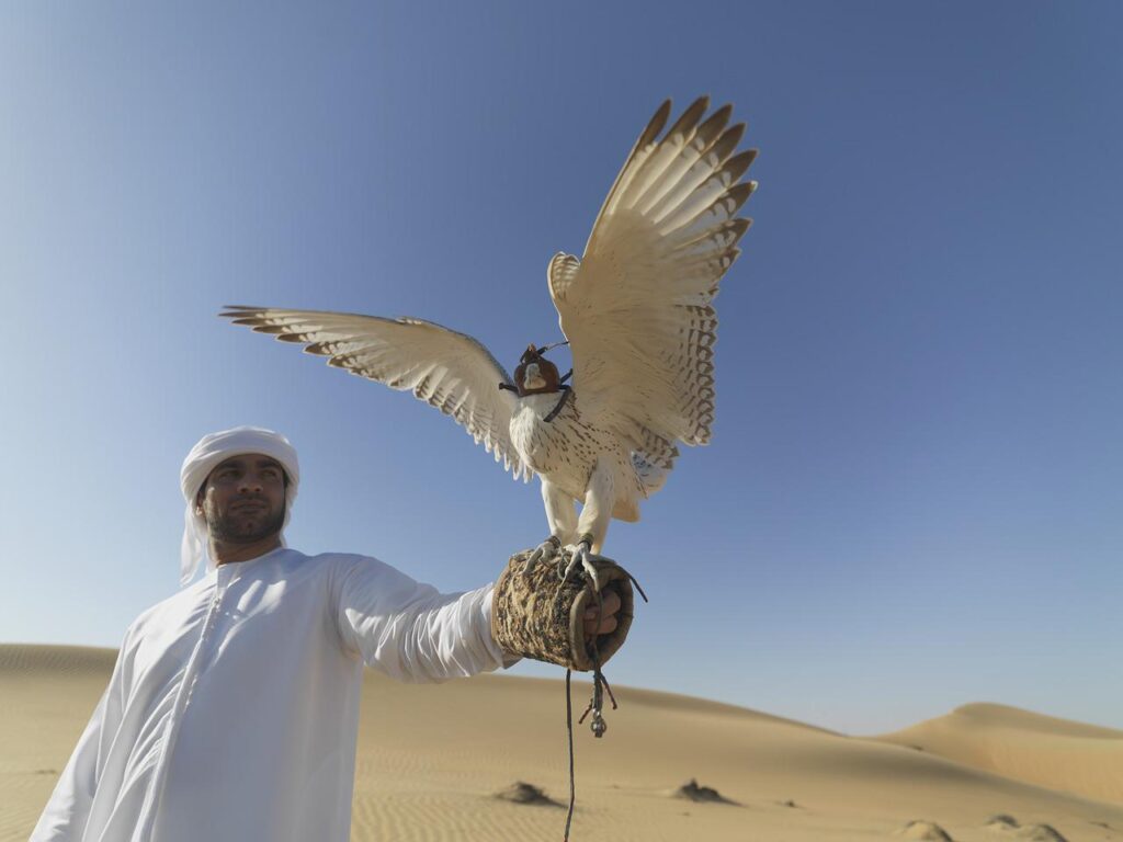 falcon, uae, desert-1264605.jpg