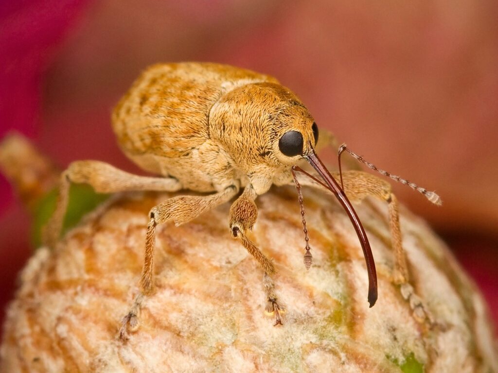 filbert weevil, insect, nature-106114.jpg