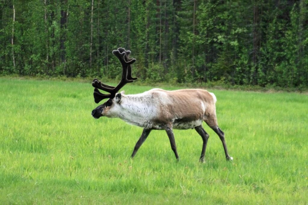 finnish lapland, reindeer, free wilderness-5873684.jpg