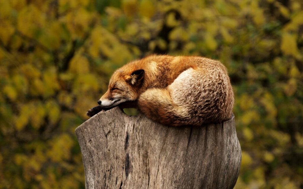 fox, sleeping, resting-1284512.jpg