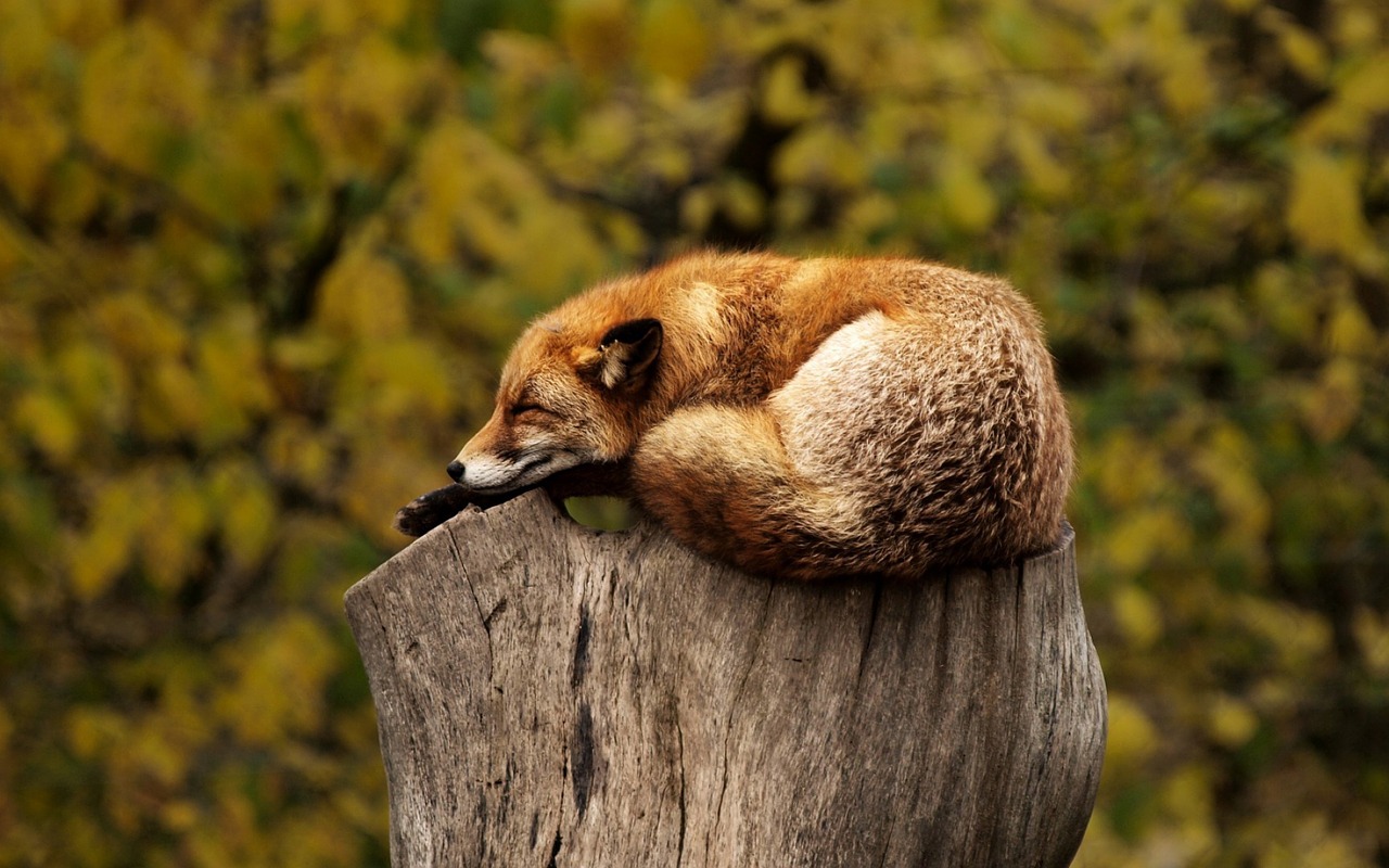 List of 20 Animals with Paws (with Pictures) - Animallot