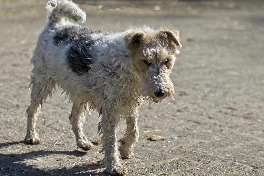 fox terrier, dog, terrier-5031701.jpg