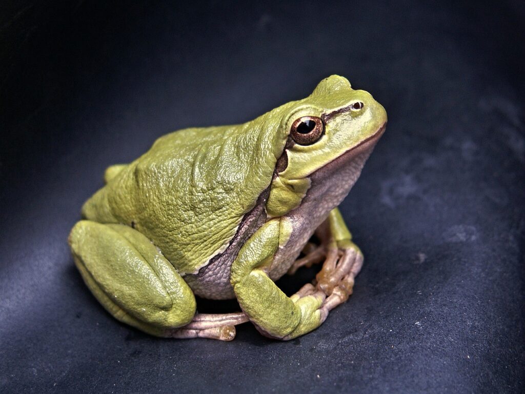 frog, amphibian, animal-111179.jpg