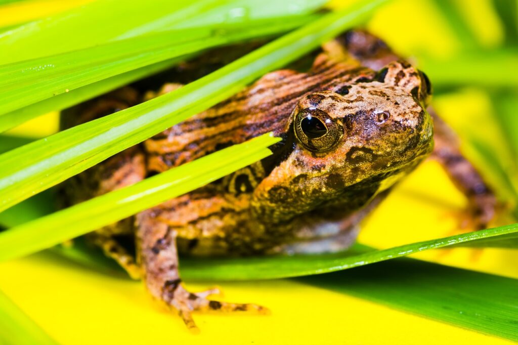 frog, animal, banded bullfrog-382072.jpg