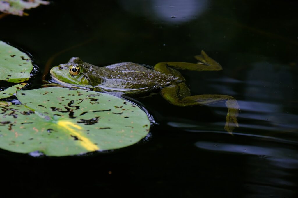 frog, pond, tree frog-7255741.jpg