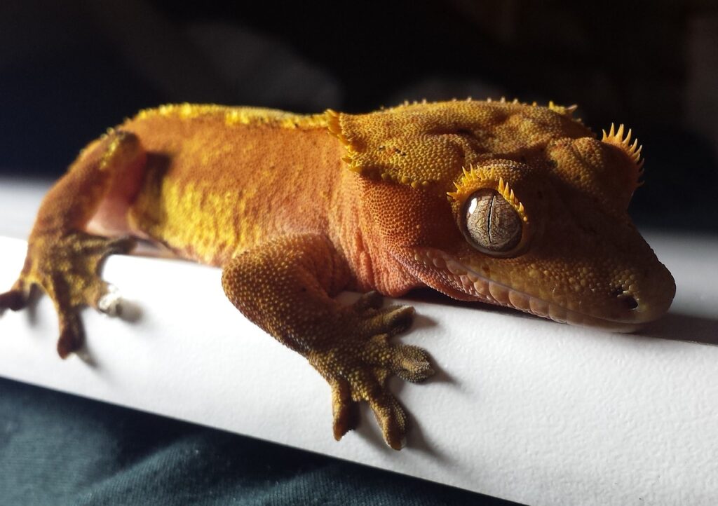 gecko, crested, red-2159922.jpg