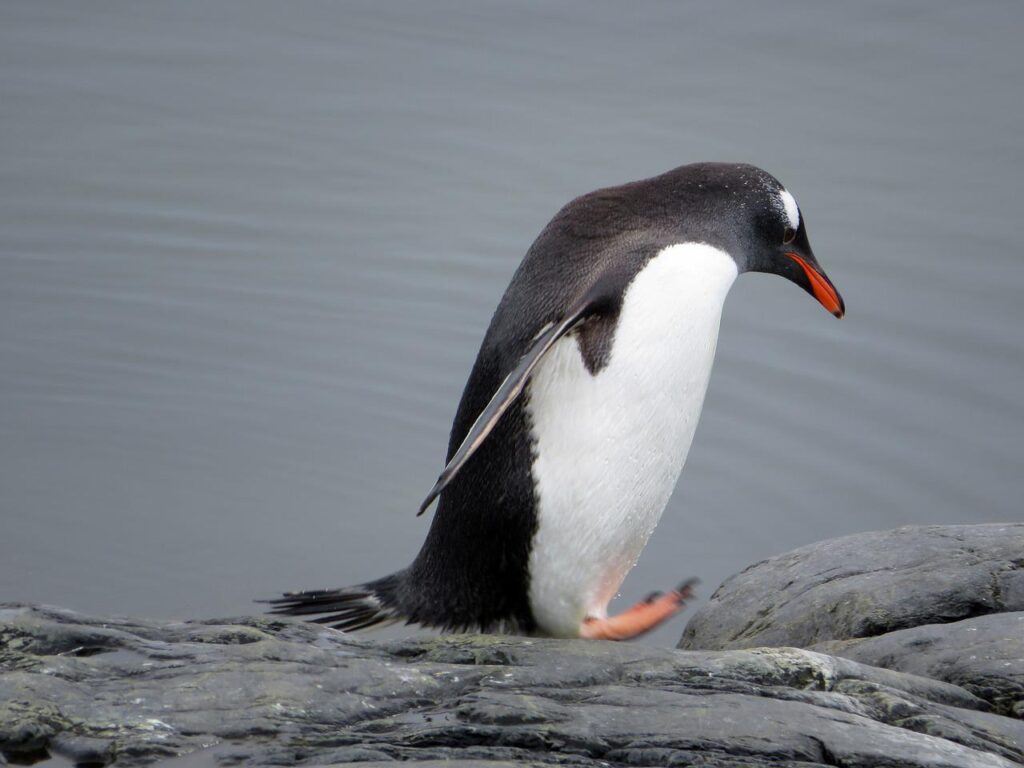 gentoo penguin, penguin, antarctic-4702115.jpg