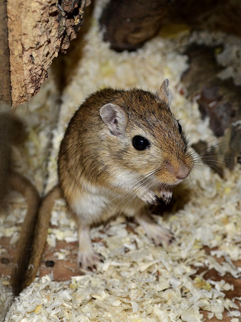 gerbil, animal, mouse-5195034.jpg