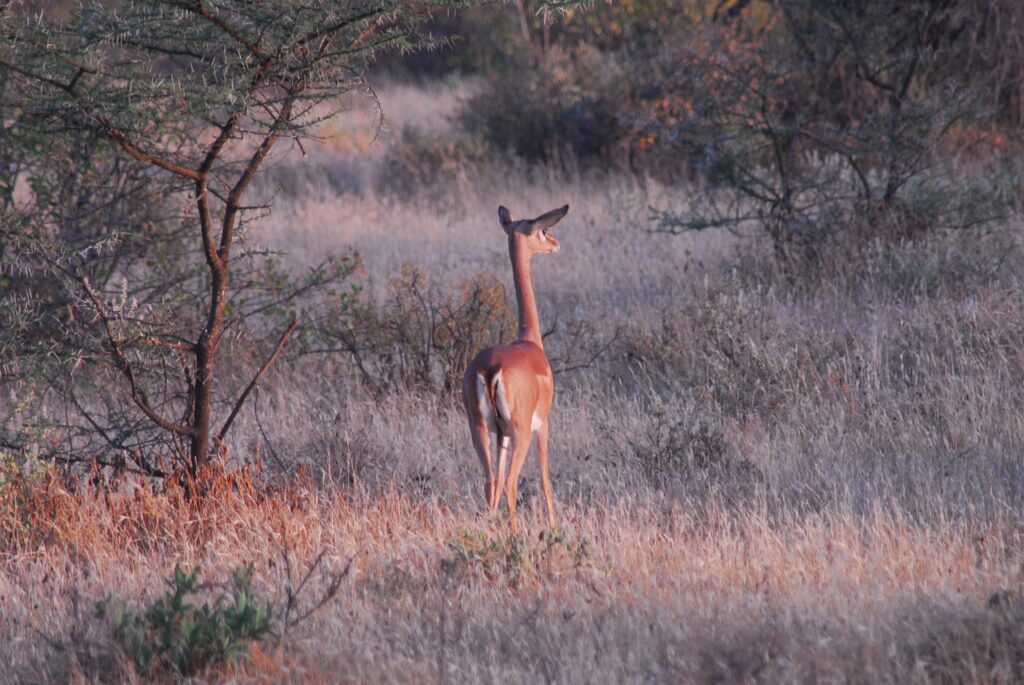 gerenuk, antelope, samburu-4641175.jpg