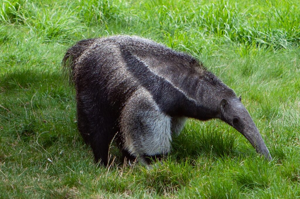 giant anteater, ant eater, anteater-4423584.jpg