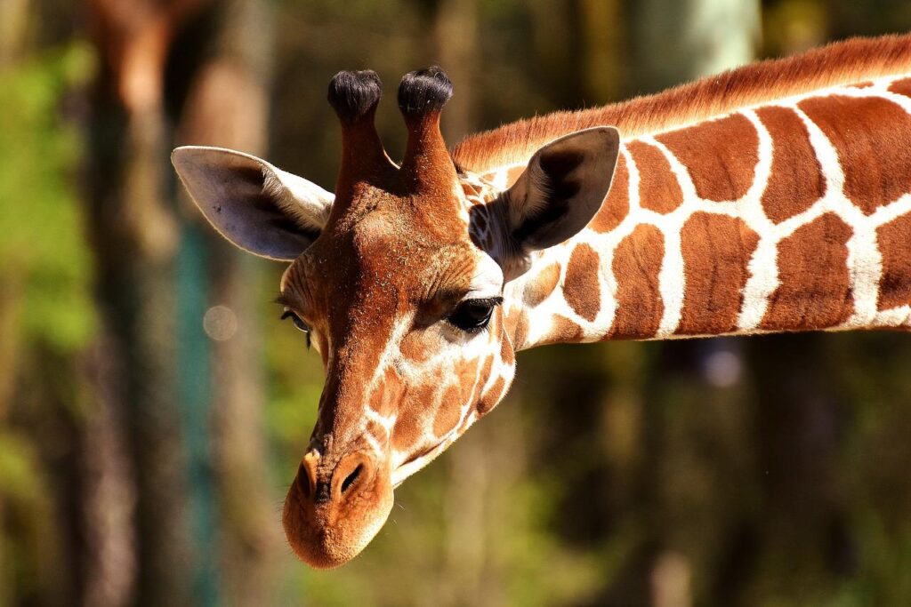 giraffee