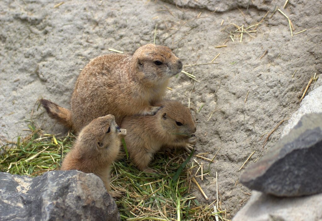 gophers, ground squirrel, chip munks-112283.jpg