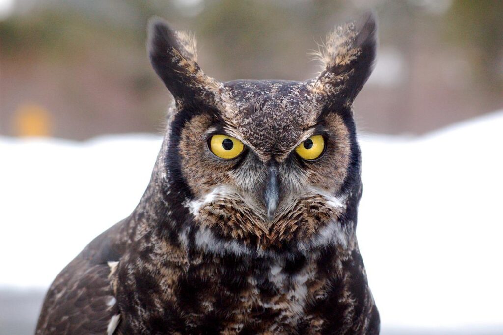 great horned owl, bird, owl-744357.jpg