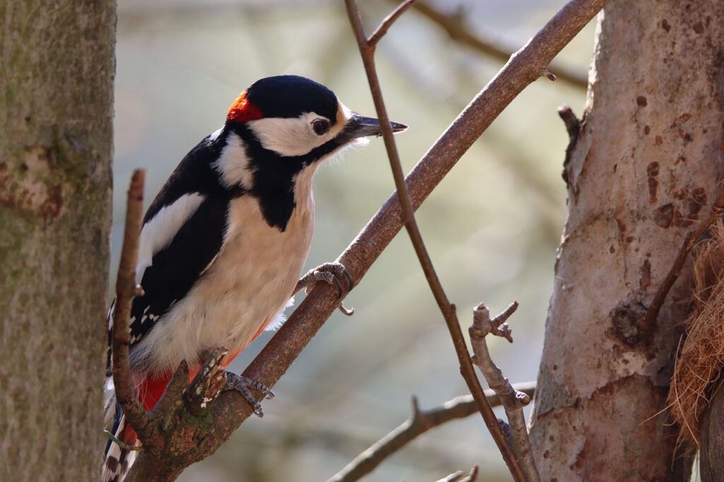 great spotted woodpecker, bird, animal-7176401.jpg