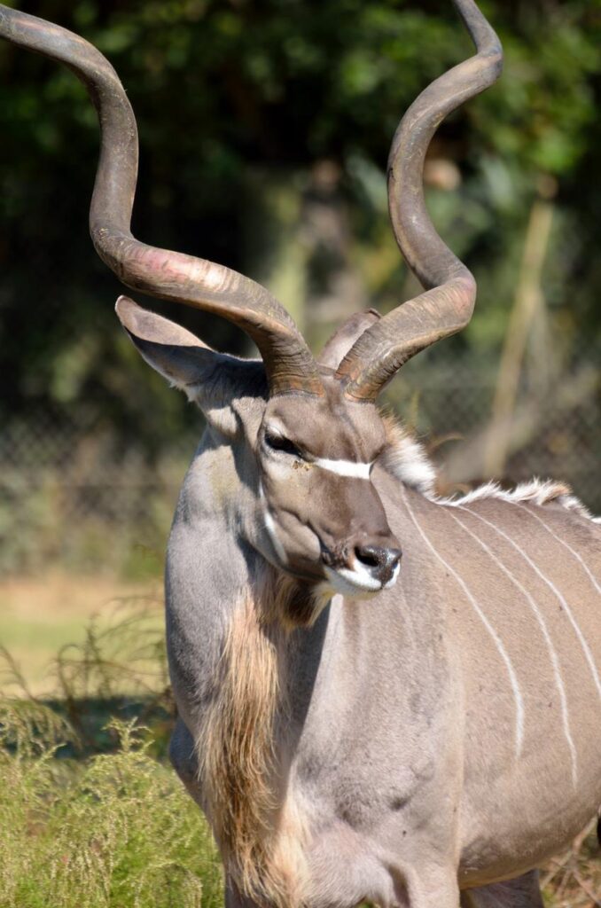 greater kudu, wildlife, africa-2089882.jpg