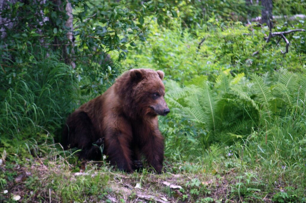 grizzly, animals, bear-73062.jpg