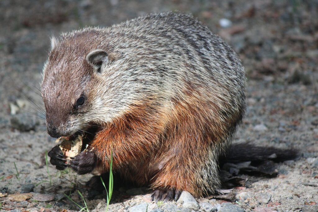 groundhog, rodent, animal-7298352.jpg