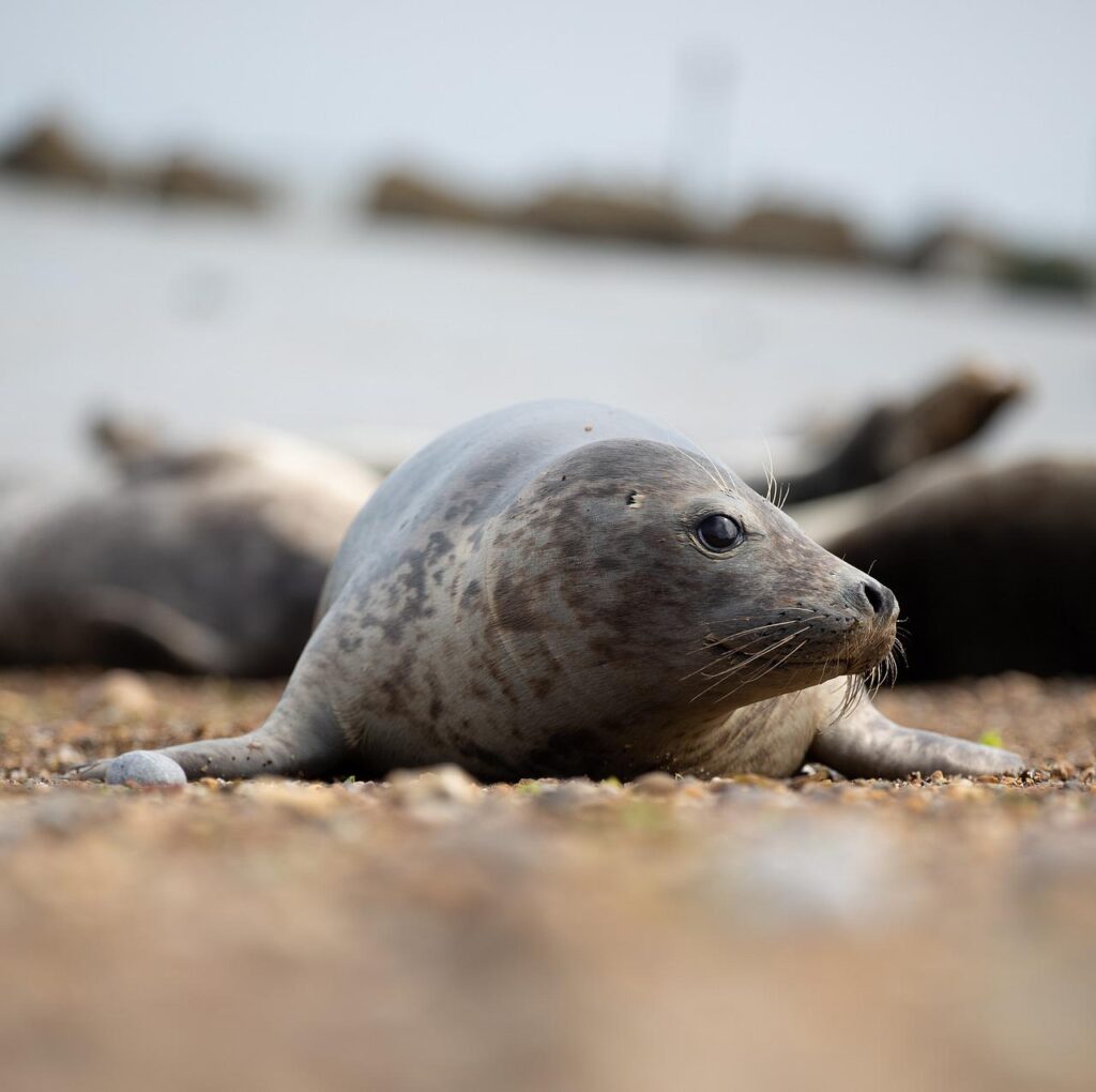 harbour seal, seal, animal-6588056.jpg