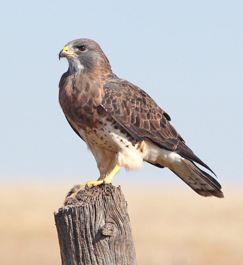 hawk, bird of prey, bird-1853120.jpg