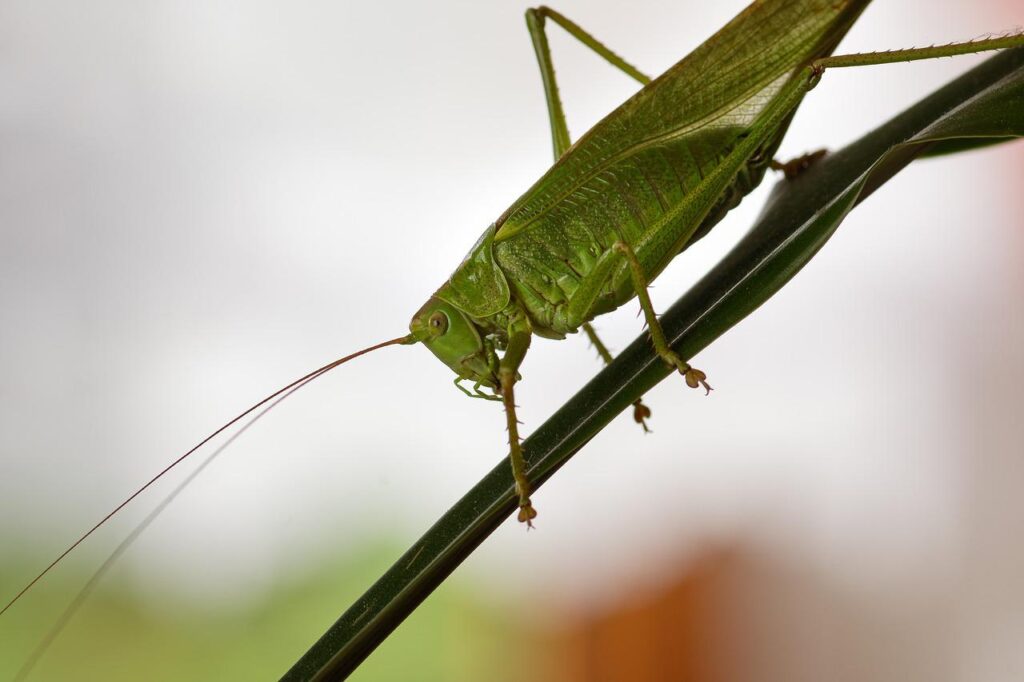 hay horse, grasshopper, insect-4481734.jpg