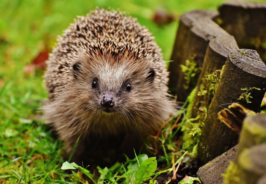 hedgehog, animal, hoglet-1759027.jpg