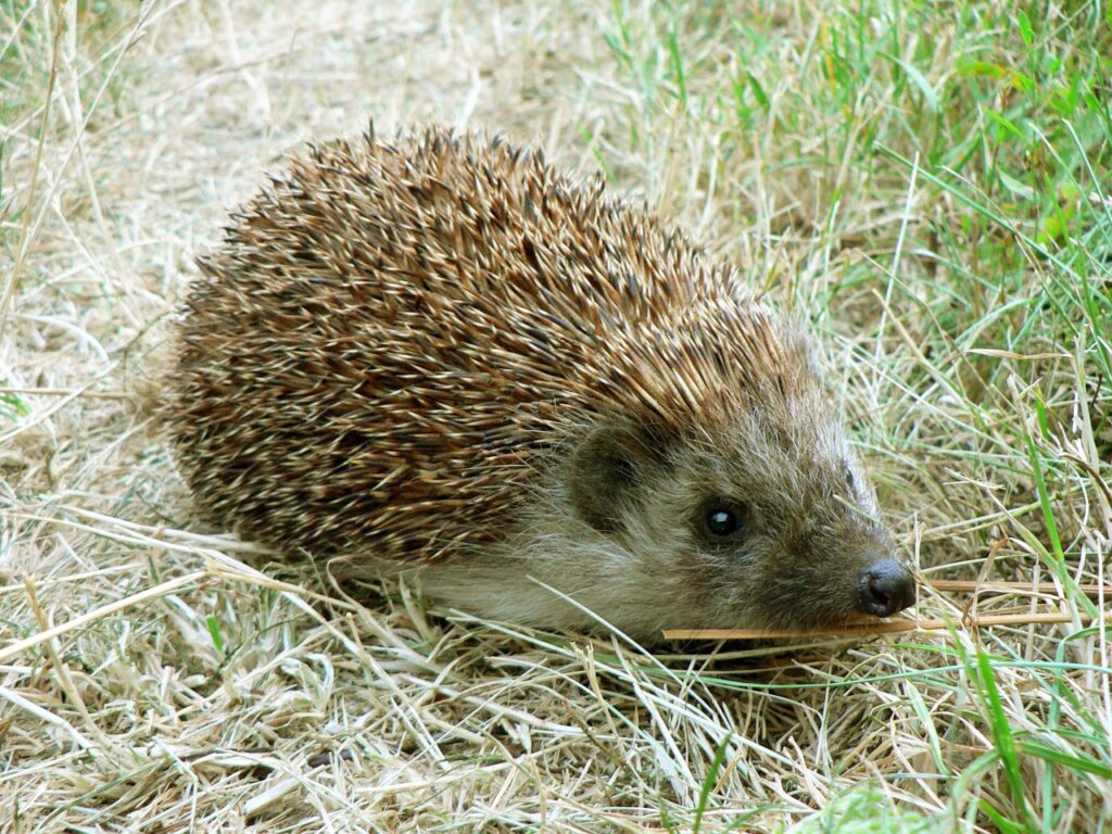 hedgehog, grass, close-1096062.jpg