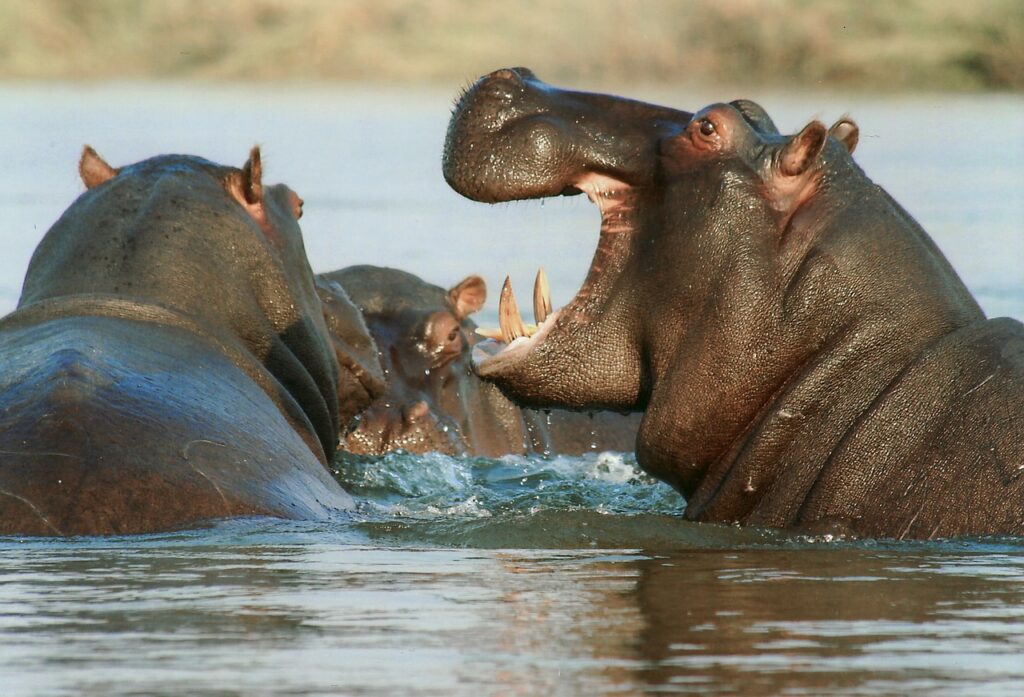 hippopotamus, animals, wildlife-95472.jpg