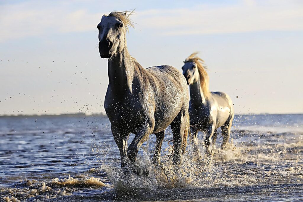 horse, white, horse mane-1542480.jpg