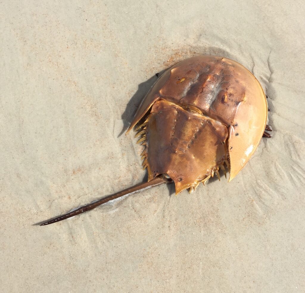 horseshoe crab, marine life, ocean-1869338.jpg