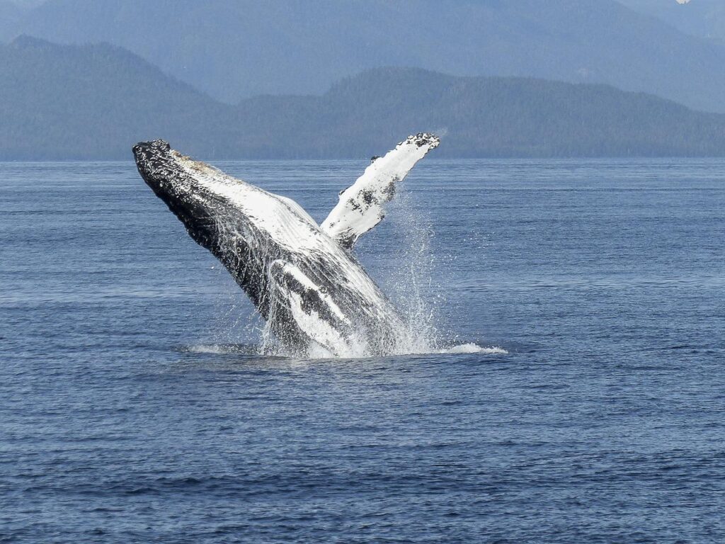 humpback whale, natural spectacle, nature-436115.jpg