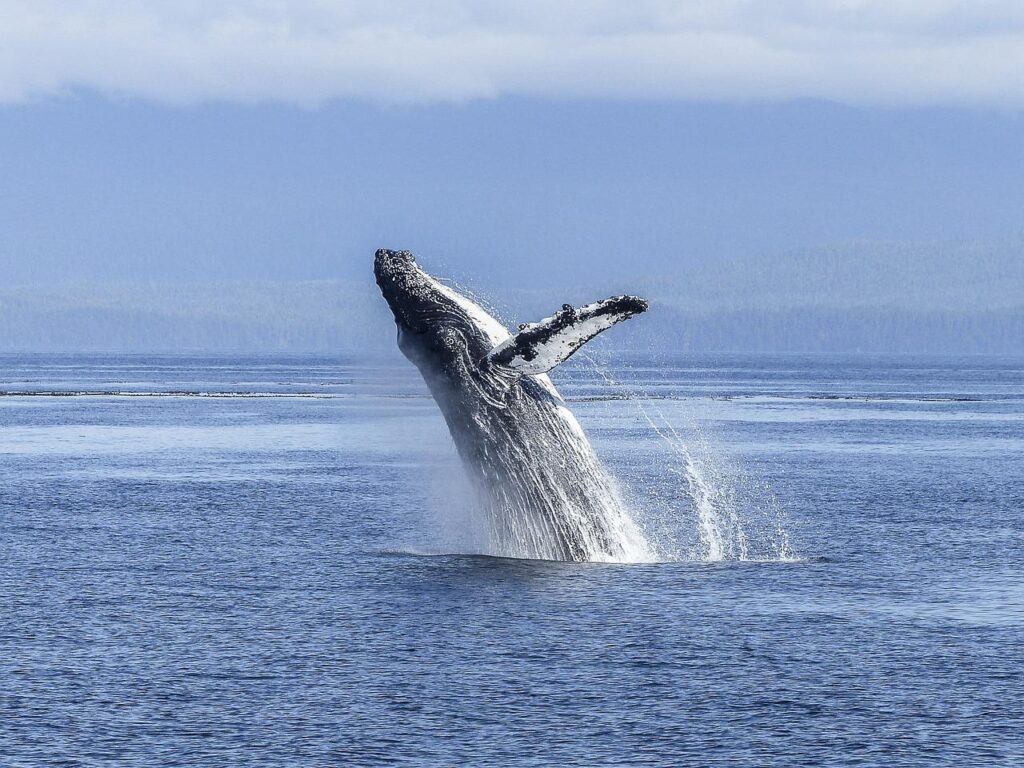 humpback whale, natural spectacle, nature-436120.jpg