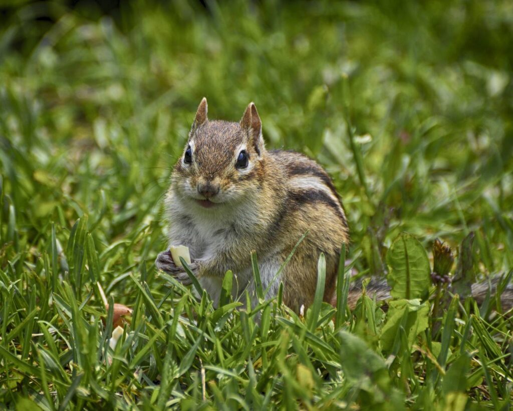 hungry chipmunk, green grass, chipmunk pokes-4247599.jpg