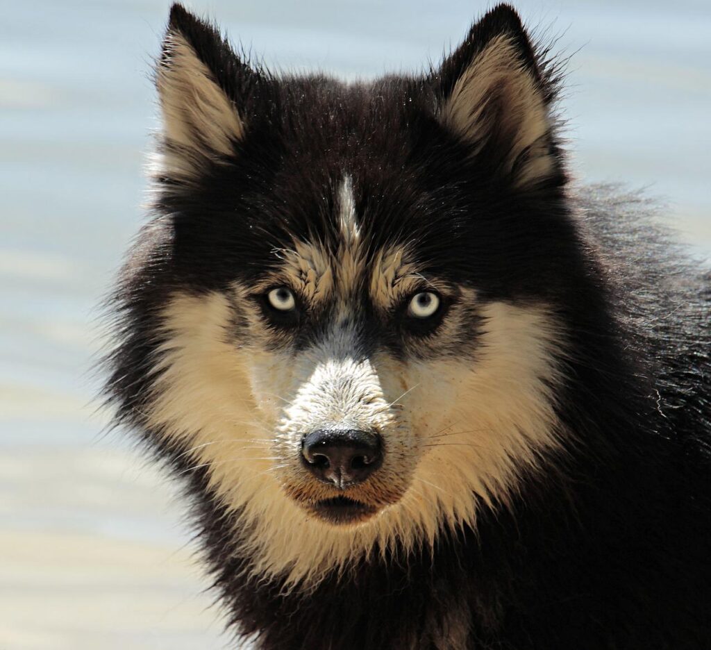 husky, dog, pet-3380548.jpg